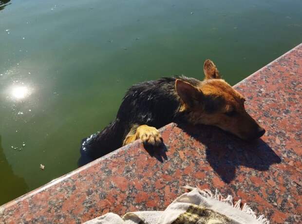 В Новороссийске спасатели вытащили упавшую в фонтан собаку