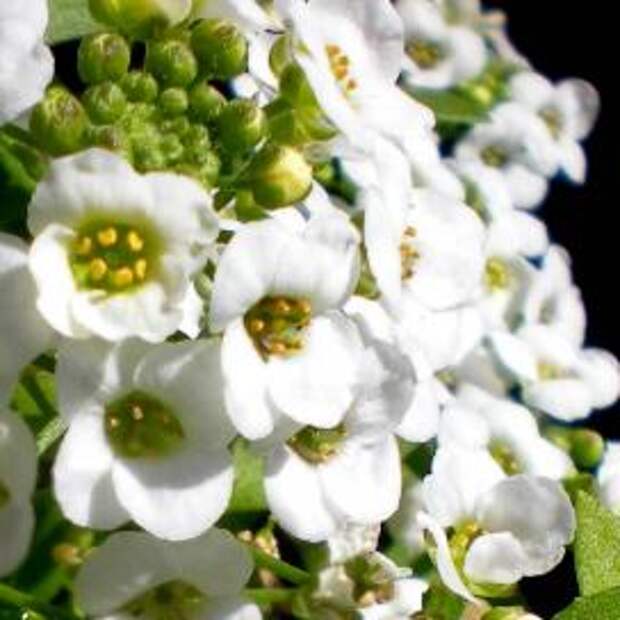 Алиссум (Lobularia maritima)