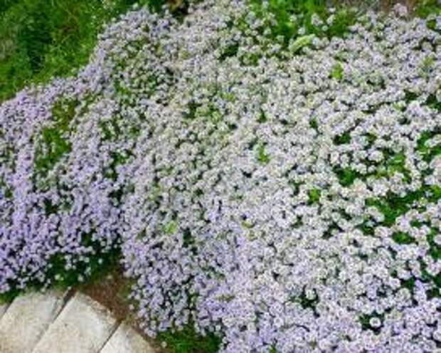 Алиссум (Lobularia maritima)