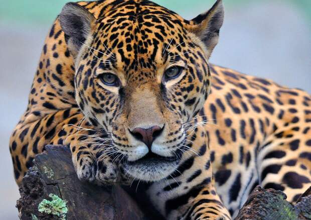 Ягуар – свирепая кошка, которую боятся даже анаконды и крокодилы