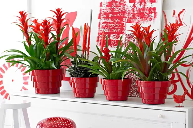 Все комнатные растения с красными цветами - Цветочки - 27 декабря - 43913487467 - Медиаплатформа МирТесен