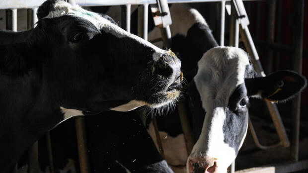 «Нас лишили дохода»: фермеры Новосибирской области протестуют против уничтожения скота