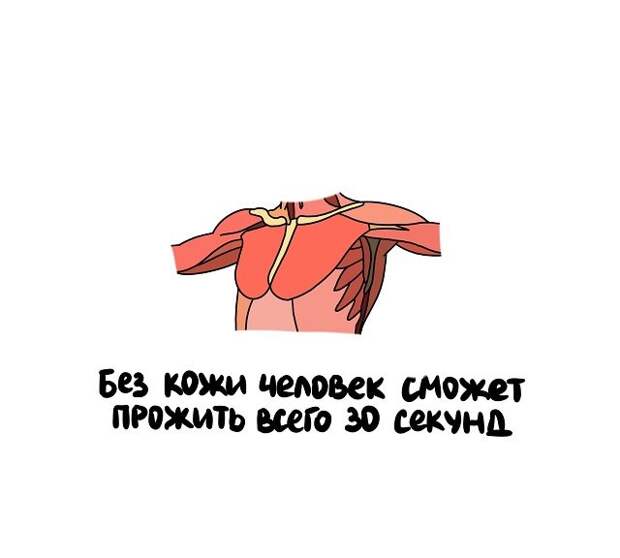 Короткие и интересные факты на все случаи жизни