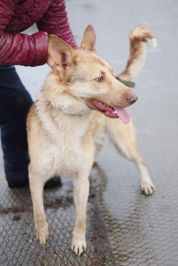 Волонтер 2 года искала этому псу хозяев, но затем решила прекратить попытки волонтер, истории спасения, пес, приют, собака, собаки