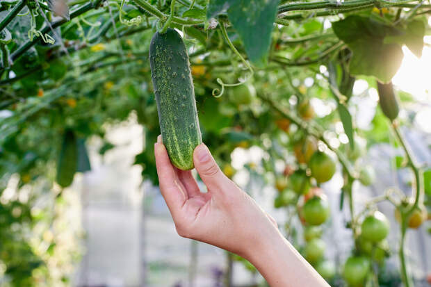 В Тюмени торговец украл 1,4 тонны огурцов и 400 кг бананов для своего киоска