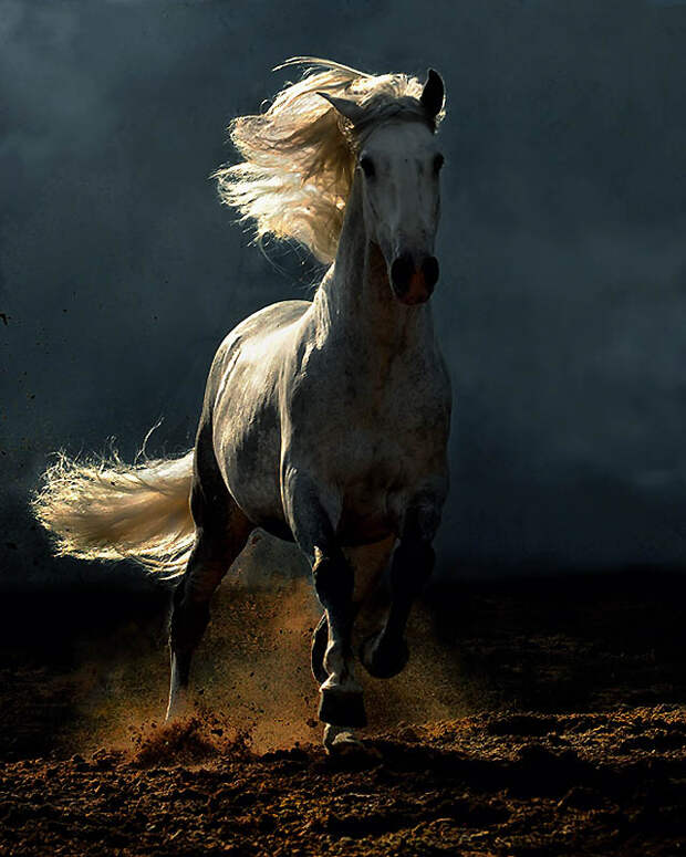 Фотография: Сказочная красота — арабские и андалузские лошади №37 - BigPicture.ru