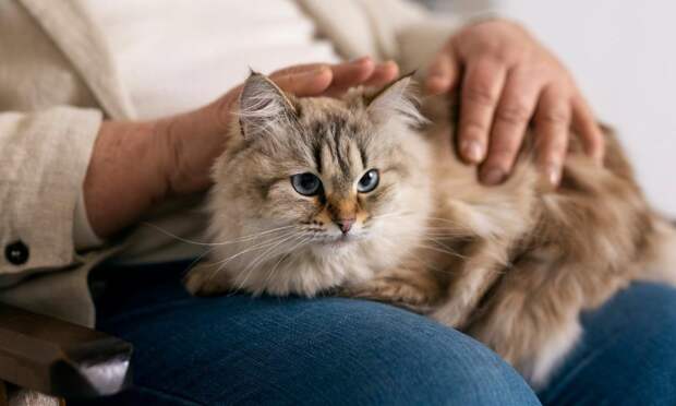 Ошибка может стоить жизни: 3 вещи, которых не должно быть в доме, где живет кошка