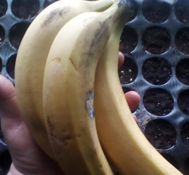 Готовим банановую подкормку для рассады