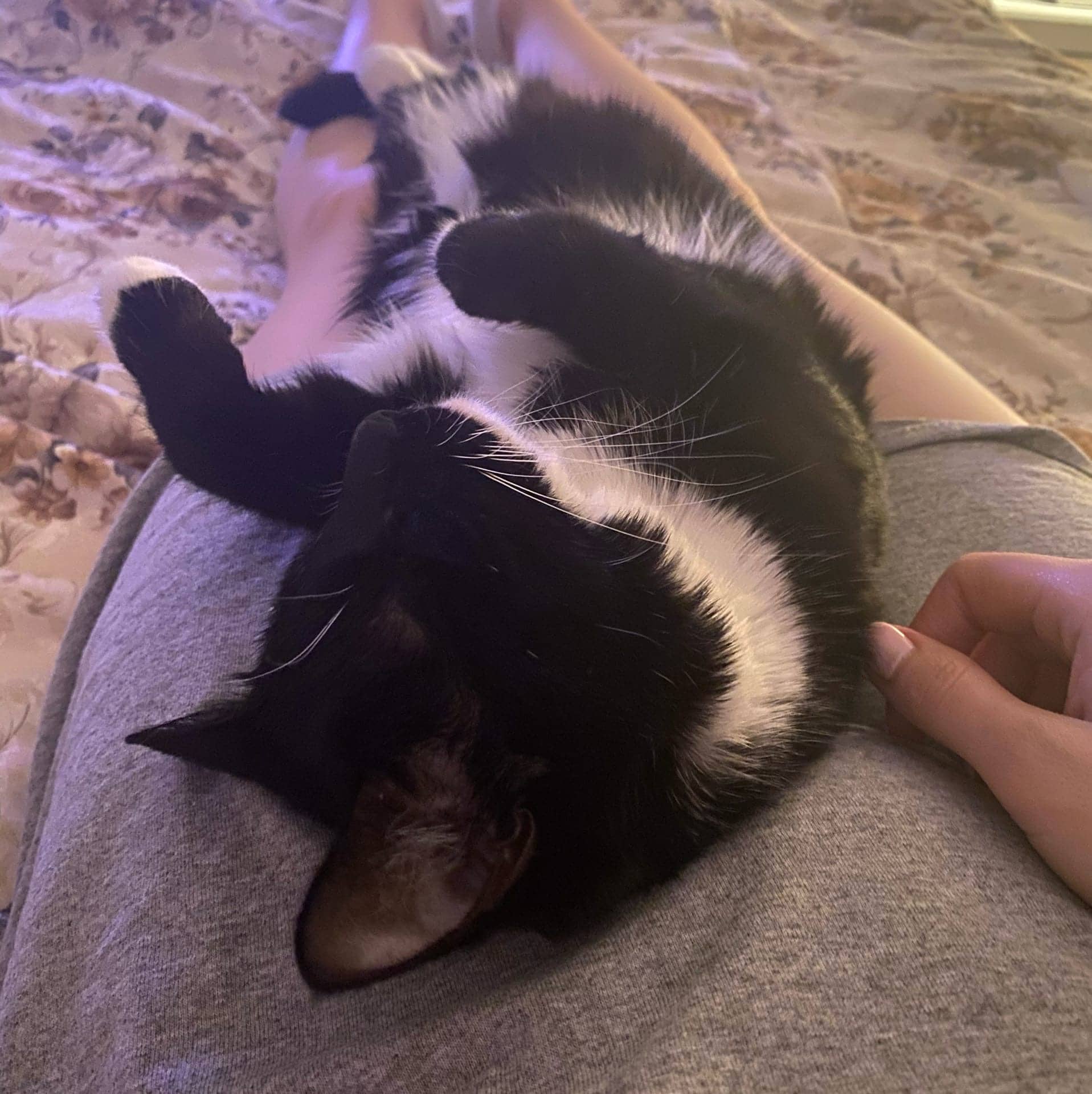 кошка на руках