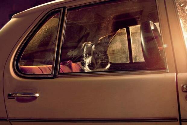 Собаки в автомобилях