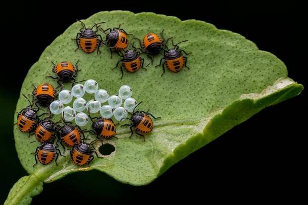 Фото: Subhankar Bardhan   Индия, 