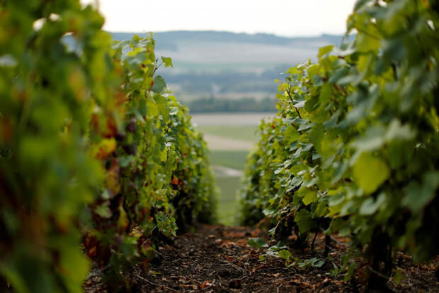 Заморозки нанесли рекордный ущерб родине шампанского