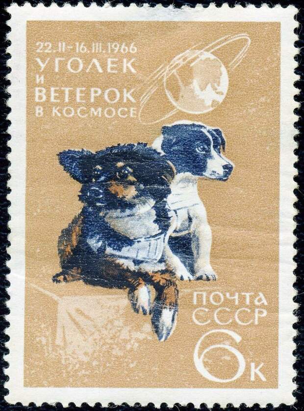Все 48 "космических" собак из СССР