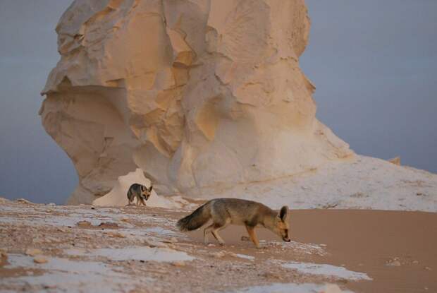 Обитатели пустыни. Фото: stttijn/flickr.com