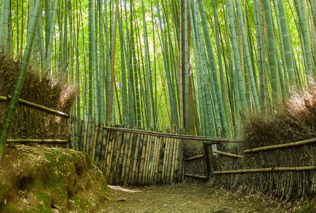 Прогулка по бамбуковому лесу и парку обезьян