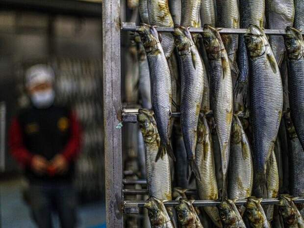 Вонь в подмосковной деревне вдыхают годами. «Килька и почившая мышь»
