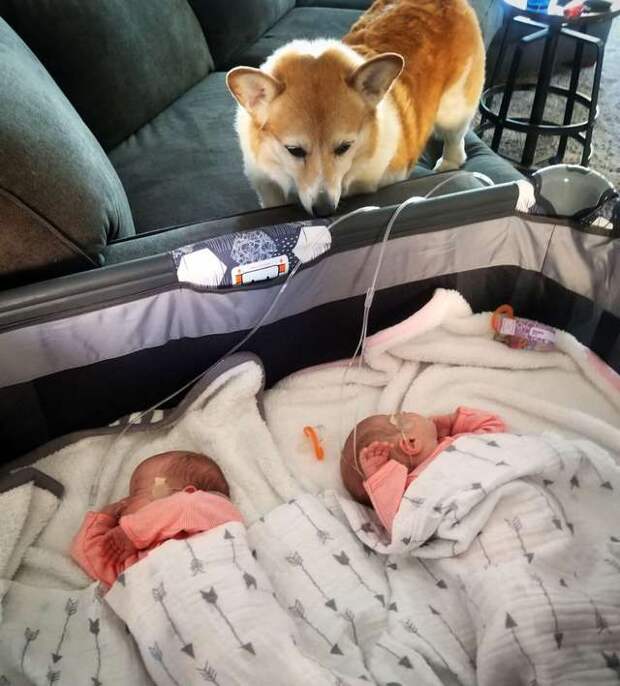 собака и младенцы