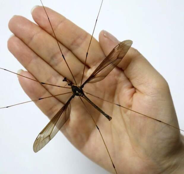 В Китае поймали комара ужасающих размеров