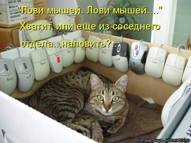 1474017310_kotomatricy-20