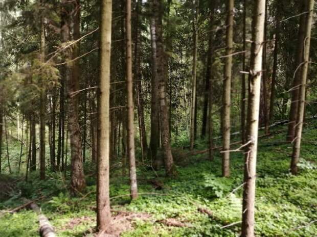 Жителя Ярославской области будут судить за 58 загубленных елей