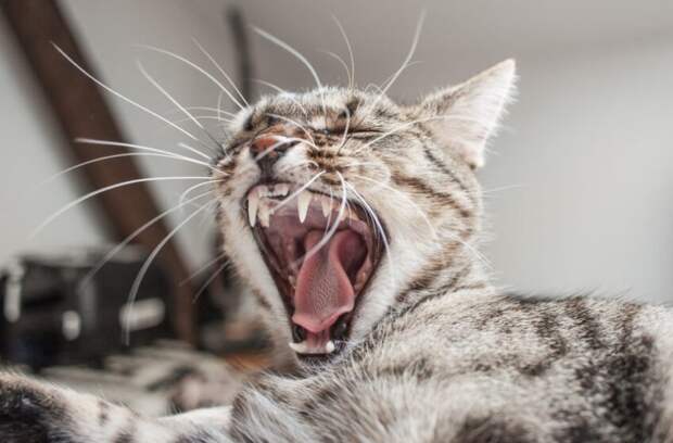 фото: Shutterstock