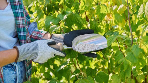 Чем подкормить смородину после сбора ягод, чтобы собрать богатый урожай в следующем сезоне