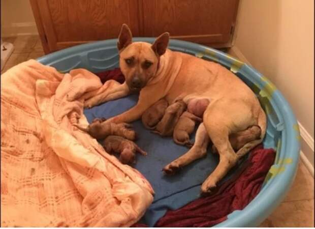 История о том, как один добрый парень спас собаку от усыпления, ну а потом выяснилось, что он спас не одну жизнь, а а целых 6 собачьих жизней