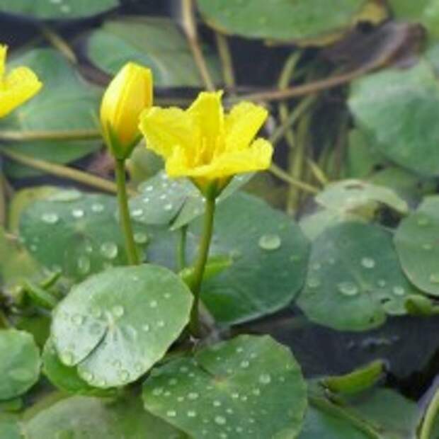 Болотоцветник щитолистный (Nymphoides peltata)