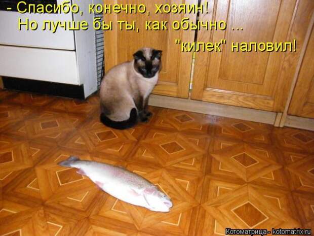 Лучшие котоматрицы недели (50 фото)