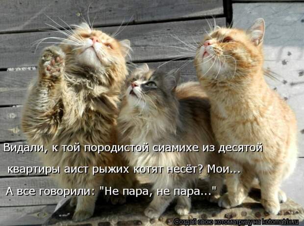 Котоматрица: Видали, к той породистой сиамихе из десятой квартиры аист рыжих котят несёт? Мои... А все говорили: "Не пара, не пара..."