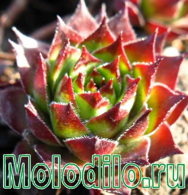 молодило
