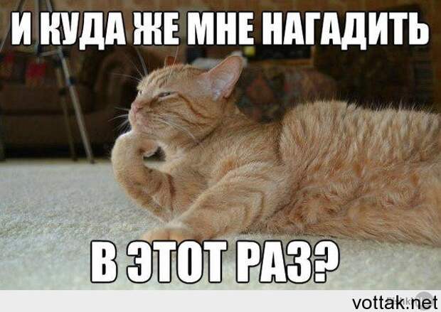 Как отучить кошку гадить. кот, лоток, проблемы с туалетом, кот гадит, насрал в тапок, длиннопост