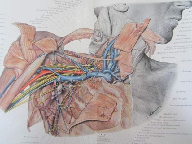 Атлас Пернкопфа: нацистская книга по анатомии, которой до сих пор пользуются хирурги