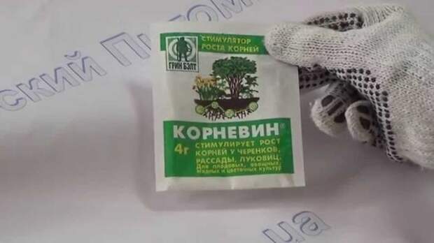 «Корневин» – фитопрепарат гормонального типа
