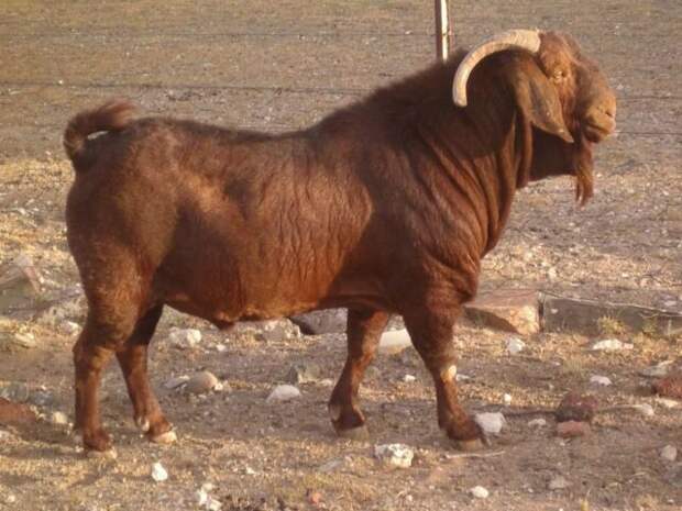 Калахарская порода коз считается самой выносливой и неприхотливой в мире. © direct.farm 📷 