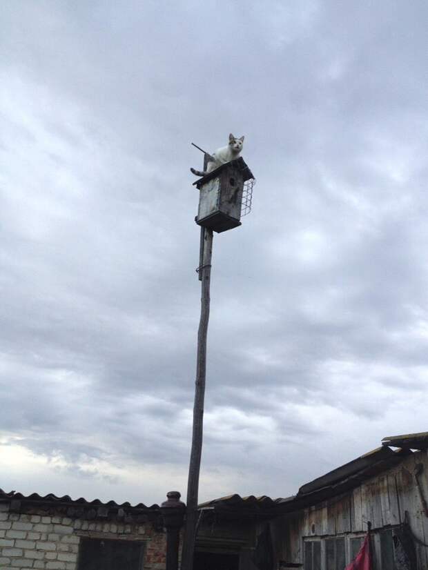 kartinok-veselyh-interesnyh-kartinki-smeshnye-kartinki-fotoprikoly kartinok-veselyh-interesnyh-kartinki-smeshnye-kartinki-fotoprikoly