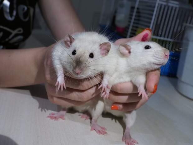 У пары крыс породы дамбо недавно родилось потомство / Фото: Ольга Чумаченко