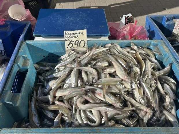 В Петербурге стартовали продажи корюшки по цене до 1350 рублей за килограмм