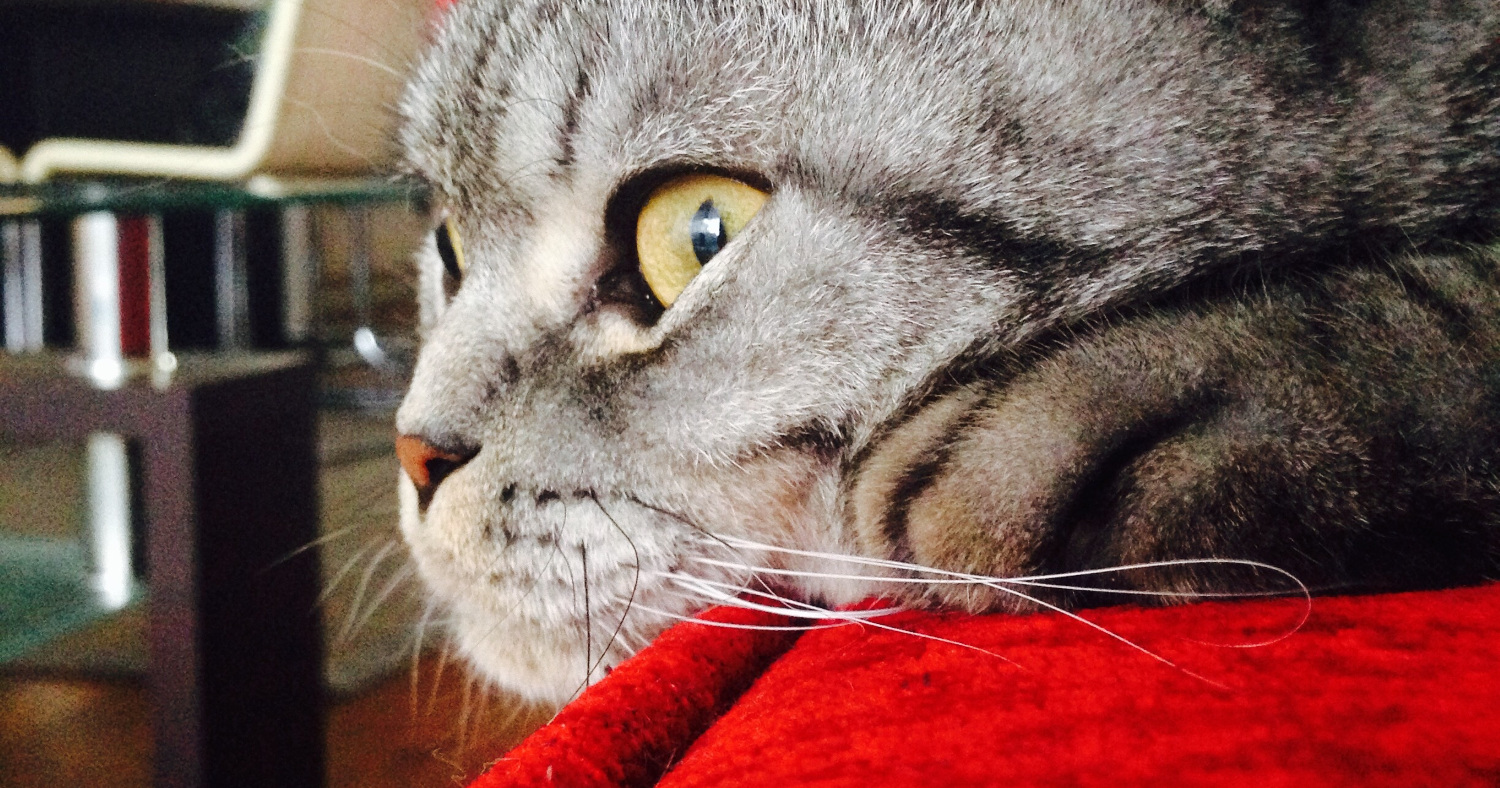 Scottish Fold