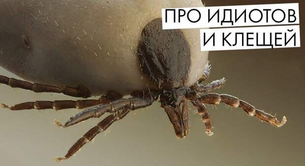 Укус клеща