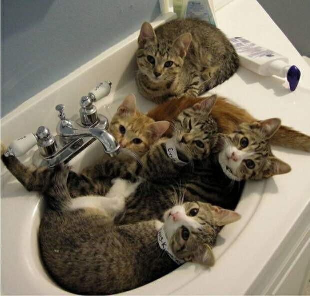 Субботний котопост коты, кошки, приколы с котами., смешные коты