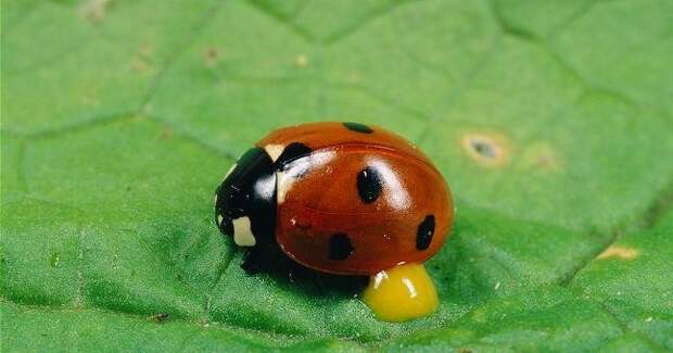 Суперхищники. Coccinellidae животные, факты