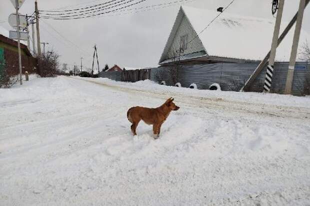 В Ржаксинском округе зафиксирована вспышка опасного заболевания