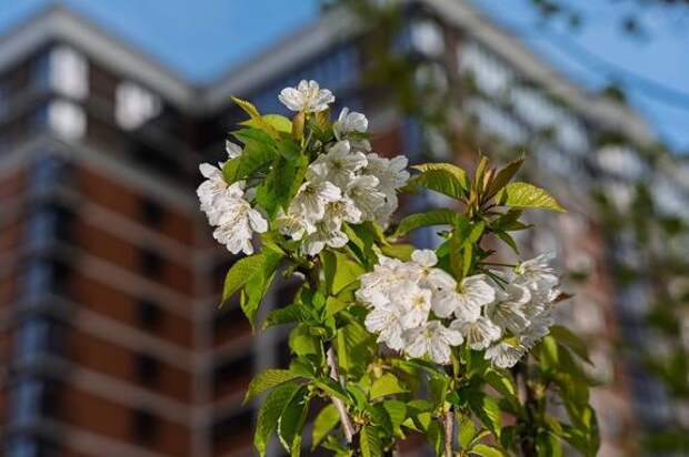 Девелопер DOGMA создал фруктовый сад в краснодарском микрорайоне