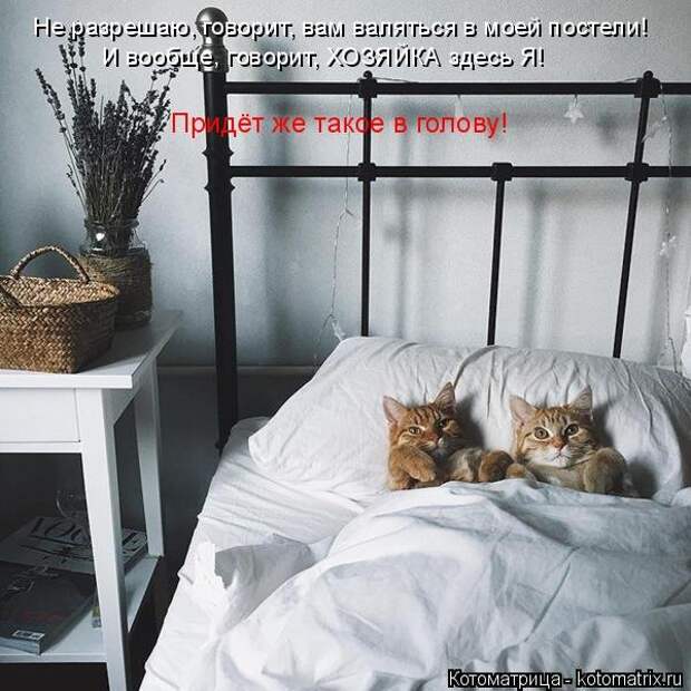 1474017329_kotomatricy-7
