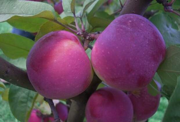 5 самых популярных сортов яблонь