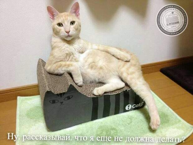 Рассказывай