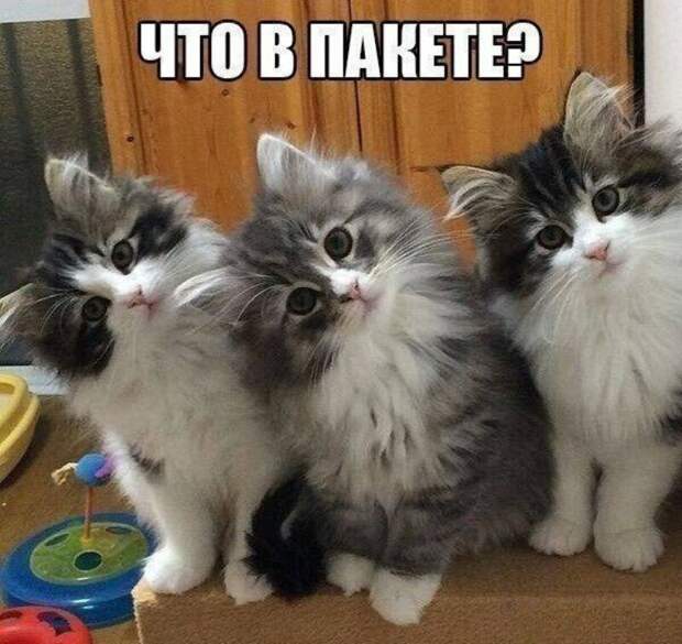Субботний котопост коты, кошки, приколы с котами., смешные коты