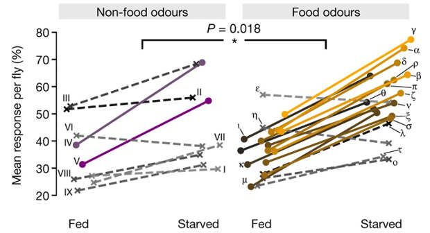 Сравнение действия стимулов на голодных и накормленных спящих мух