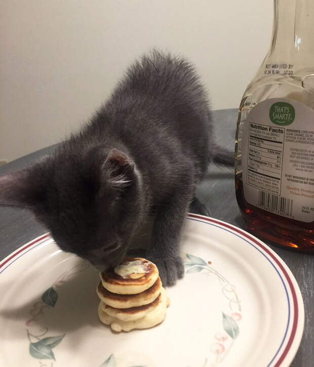 tiny-kitten-pancakes-7